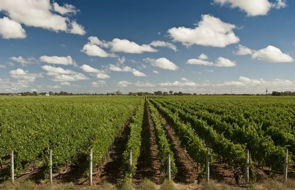 Katnook Estate's beautiful vistas and vineyards in Coonawarra, Australia